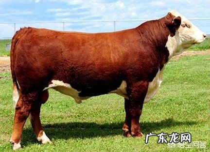 牛一天能吃多少预混料 牛一天吃多少玉米压片比较合适?