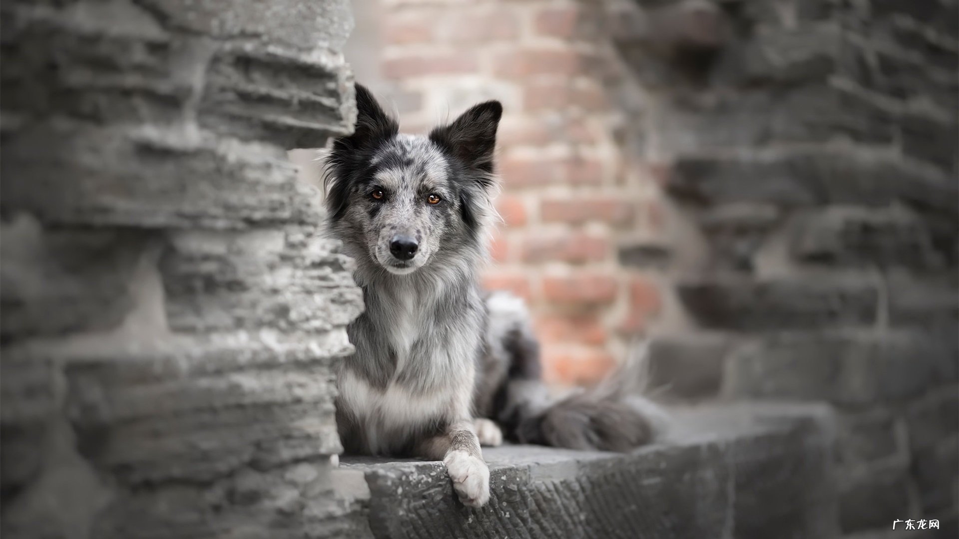 具有美白功效的药材有哪些?