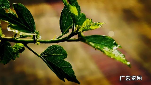 天天坚持跑步,真的好吗?