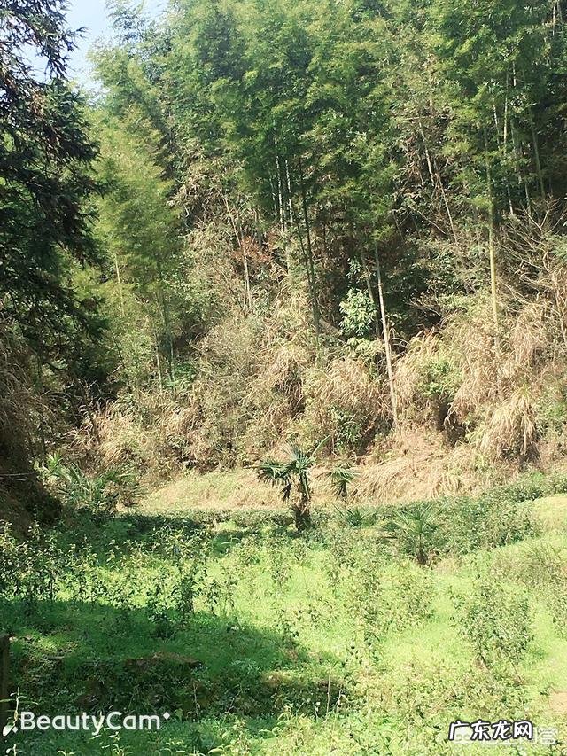 又到了摘蕨菜的季节了,一斤20多元的野菜,能放心的吃吗?