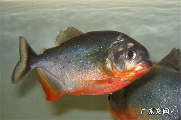 亚马逊河最可怕的动物 亚马逊河猛兽排行前十名