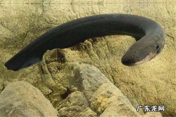 亚马逊河最可怕的动物 亚马逊河猛兽排行前十名