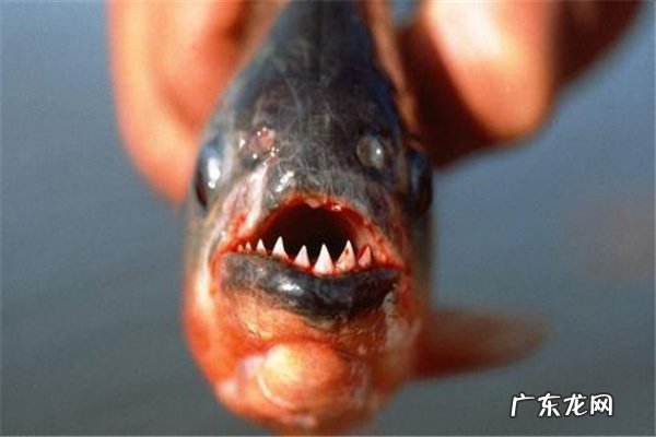 亚马逊河最可怕的动物 亚马逊河猛兽排行前十名