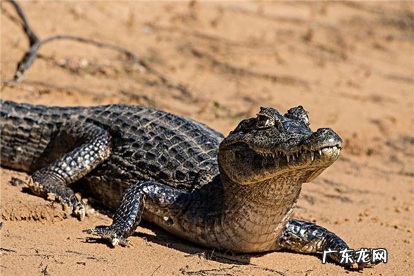 亚马逊河最可怕的动物 亚马逊河猛兽排行前十名