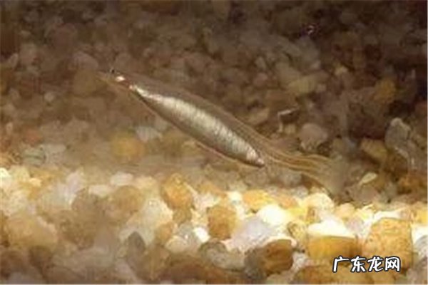 亚马逊河最可怕的动物 亚马逊河猛兽排行前十名