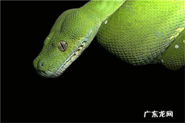 亚马逊河最可怕的动物 亚马逊河猛兽排行前十名