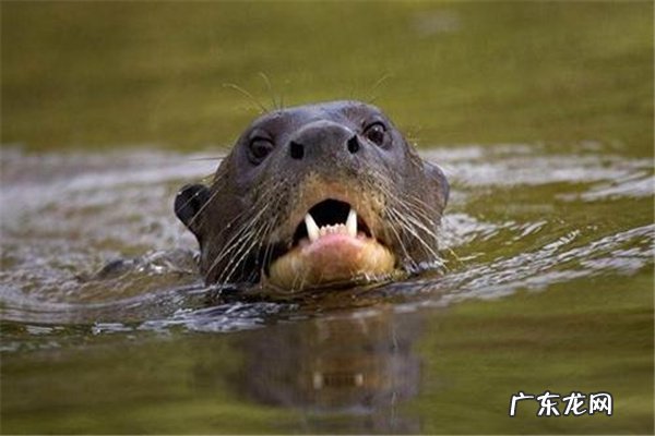 亚马逊河最可怕的动物 亚马逊河猛兽排行前十名