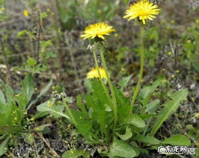 肠胃不好该吃什么食物 生活中，肠胃不好的人，应该多吃哪些食物，注意哪些问题？