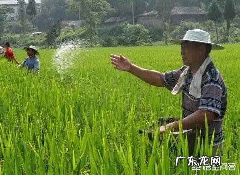 什么时候给水稻扬穗肥最好