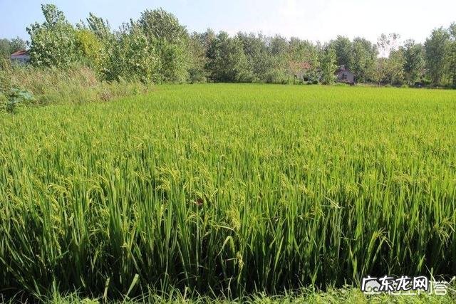 什么时候给水稻扬穗肥最好