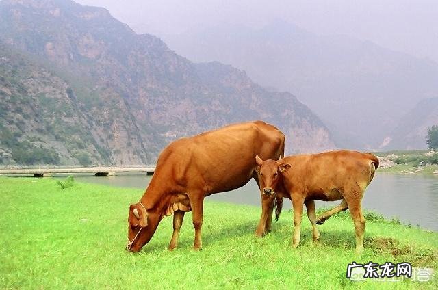 怎么加盟鲜奶合作 一个朋友做鲜奶代理,想跟幼儿园合作,该如何操作