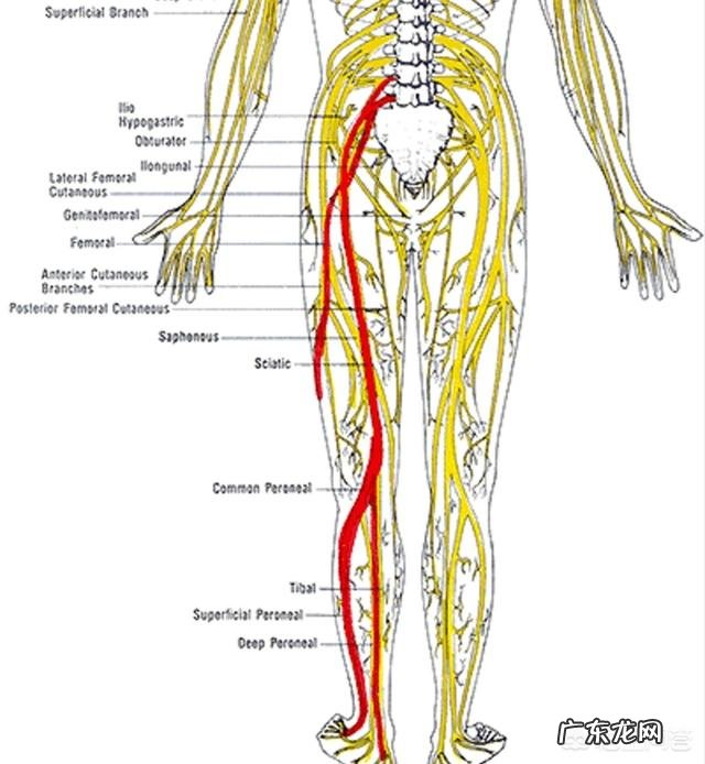 日本的相扑比赛是项什么运动,为何赛手都很胖?