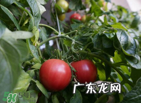 六月份可以种西红柿吗?西红柿什么时候种?