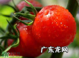 六月份可以种西红柿吗?西红柿什么时候种?