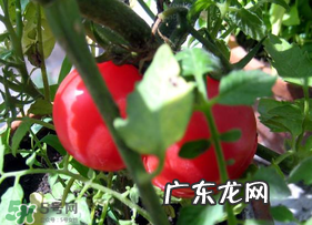 六月份可以种西红柿吗?西红柿什么时候种?