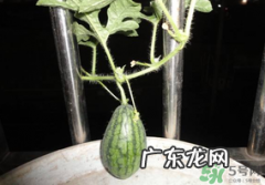 6月份可以种西瓜吗？六月份还能种西瓜吗？