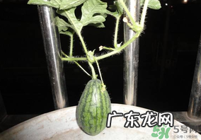 6月份可以种西瓜吗？六月份还能种西瓜吗？