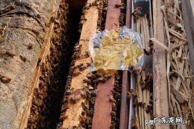 中蜂有哪些生理特点怎样才能让它不逃亡