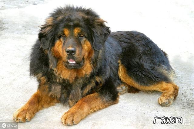 纯种藏獒与北美灰狼单挑会输吗它能打赢几头狼