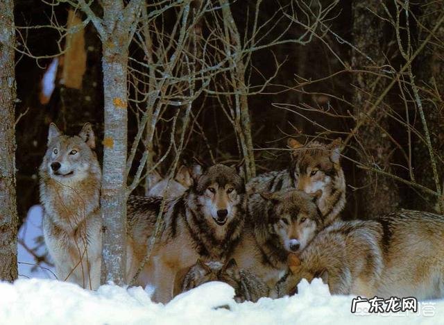 纯种藏獒与北美灰狼单挑会输吗它能打赢几头狼