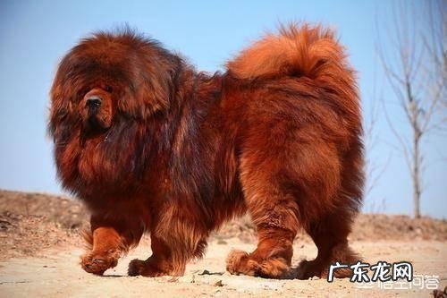 纯种藏獒与北美灰狼单挑会输吗它能打赢几头狼