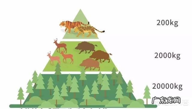 纯种藏獒与北美灰狼单挑会输吗它能打赢几头狼