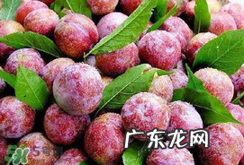 芒种吃什么水果?芒种吃什么水果好?