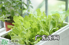 六月份可以种生菜吗？夏天可以种生菜吗？