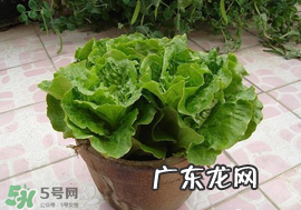 六月份可以种生菜吗？夏天可以种生菜吗？