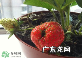 6月份可以种草莓吗?草莓6月份可以种植吗?