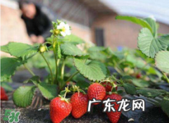 6月份可以种草莓吗？草莓6月份可以种植吗？