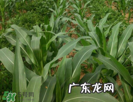 六月份可以种玉米吗？六月份种玉米晚吗？