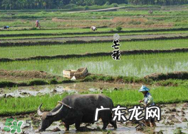 2017年芒种会下雨吗？2017年芒种雨好吗？