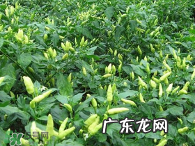 六月份可以种辣椒吗?辣椒几月份播种?