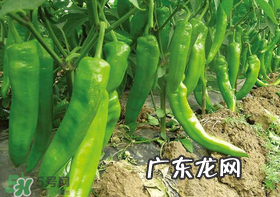 六月份可以种辣椒吗?辣椒几月份播种?