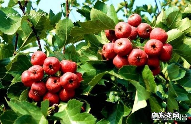 黄芪和山楂煮在一起能喝吗 喝黄芪和山楂一块能喝吗?