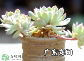 六月份可以买多肉吗？六月可以种多肉吗？