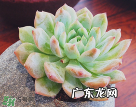 六月份可以买多肉吗？六月可以种多肉吗？