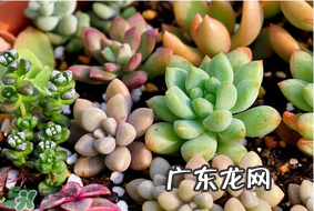 六月份可以买多肉吗？六月可以种多肉吗？