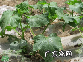 六月可以种黄瓜吗?黄瓜什么时候播种?