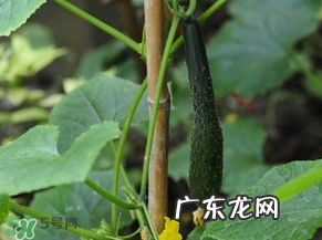 六月可以种黄瓜吗?黄瓜什么时候播种?