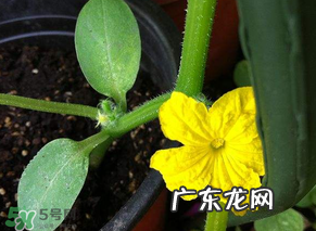 六月可以种黄瓜吗?黄瓜什么时候播种?
