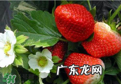 六月份还有草莓吗?6月份的草莓能吃吗?