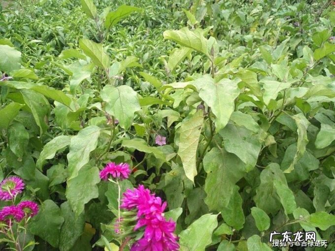 当x=1时，计算y=2x^2+x+1的增量和微分。