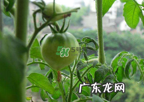7月份种什么蔬菜?七月份适合种植哪些蔬菜?