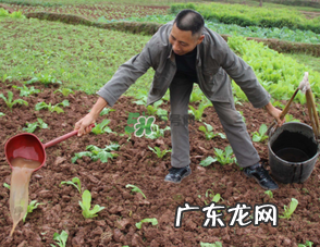 7月份种什么蔬菜?七月份适合种植哪些蔬菜?