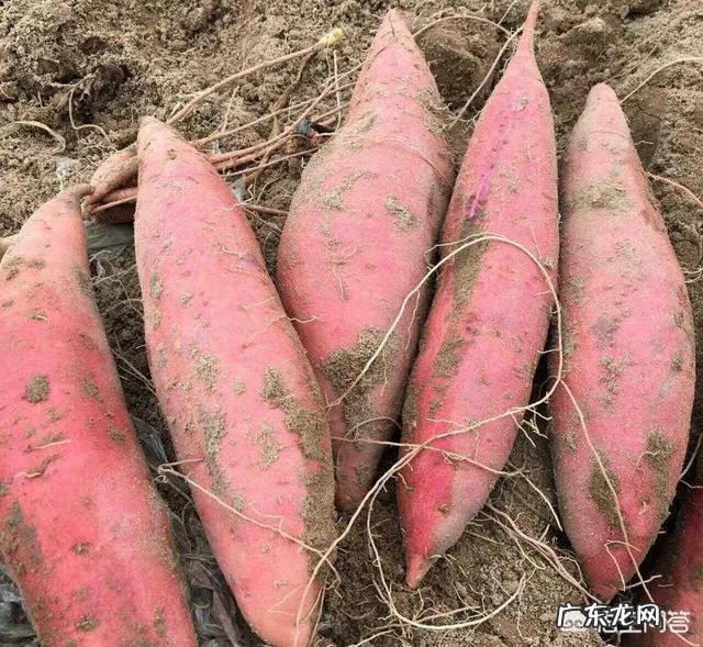 番薯有多少个品种,哪种好吃、产量高?