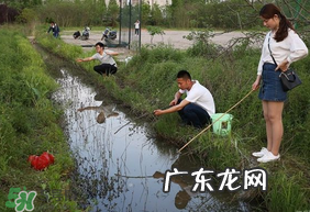 钓龙虾用什么肉?钓龙虾用什么肉是最厉害的?