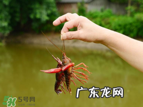 钓龙虾用什么肉?钓龙虾用什么肉是最厉害的?