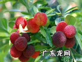 五月份有杨梅吗？五月份的杨梅能吃吗？